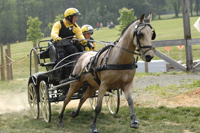 Valjakkovaljaat Ideal Harness Luxury - Valjaat - 6034 - 2