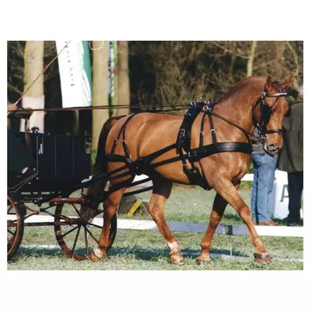 Valjakkovaljaat Ideal Harness Luxury - Valjaat - 6034 - 1