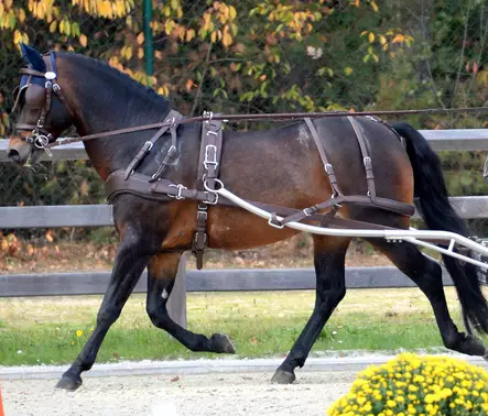 Eurotech valjaat freestyle cob ruskea - Valjaat - ECLH300408cob - 1